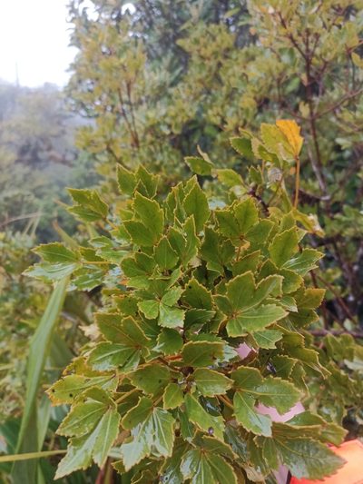 Pseudopanax discolor, photographed by Oscar Dove