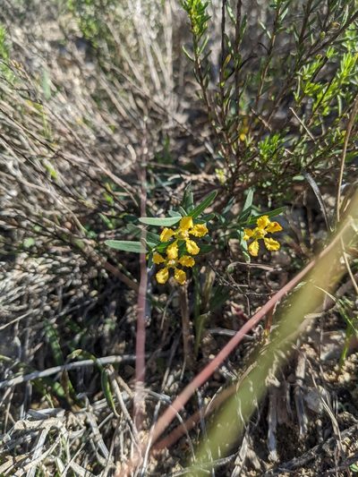 Aspicarpa hyssopifolia, photographed by Cleveland Powell