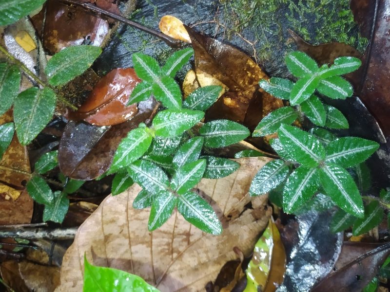 Palicourea debilis, photographed by Guillaume Delaitre