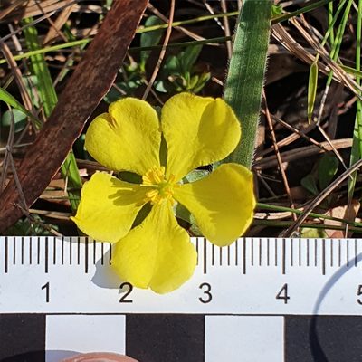Hibbertia diffusa, photographed by ronavery