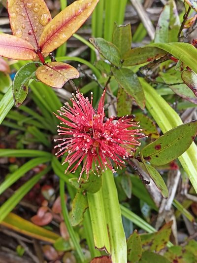 Metrosideros parkinsonii, photographed by Oscar Dove