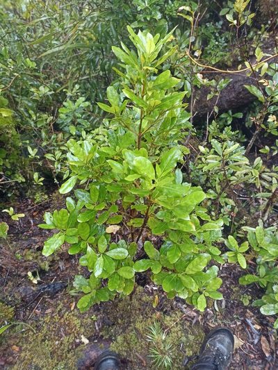 Coprosma dodonaeifolia, photographed by Oscar Dove