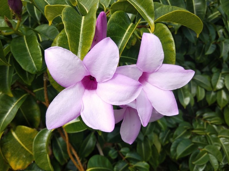 Cryptostegia grandiflora, photographed by Ben Costamagna