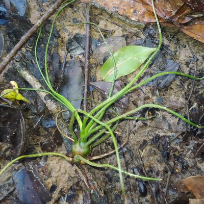 Tillandsia bulbosa, photographed by Guillaume Delaitre