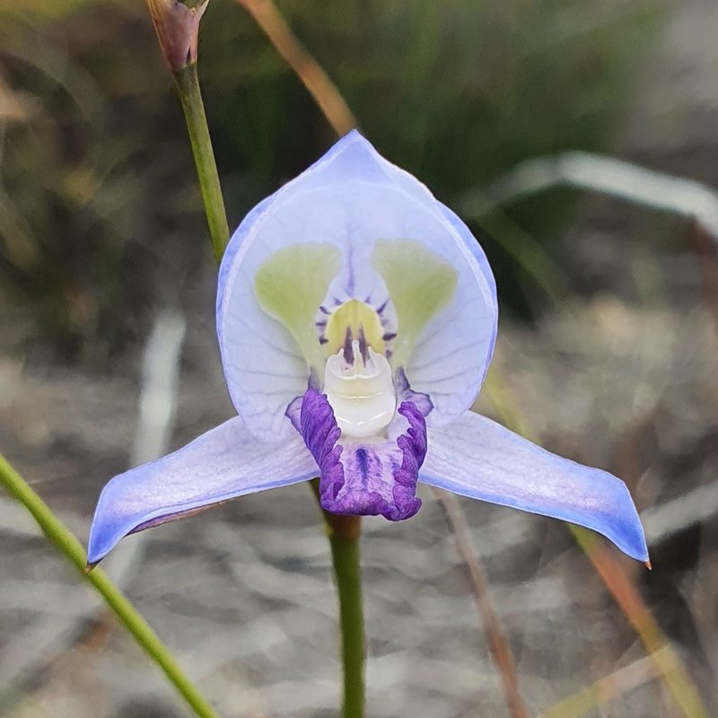 Disa purpurascens, photographed by Corli du Toit Smith