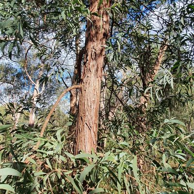 Acacia binervia