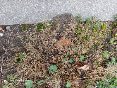 Eragrostis minor, photographed by Radosław Puchałka