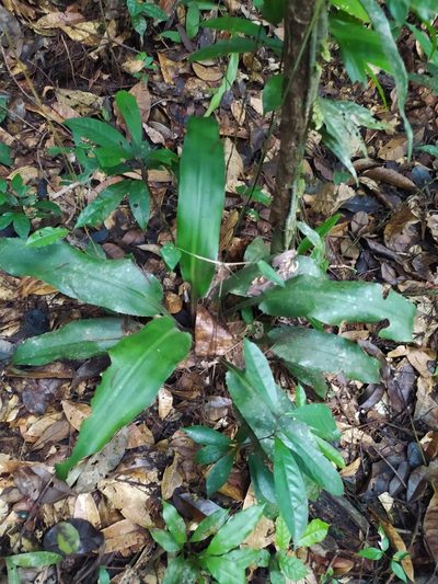 Disteganthus basilateralis, photographed by Guillaume Delaitre