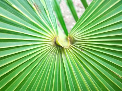 Thrinax radiata, photographed by Ben Costamagna