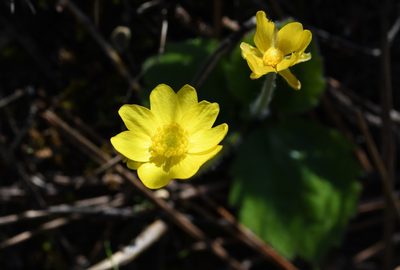 Ranunculus bullatus, photographed by Paulo Martins