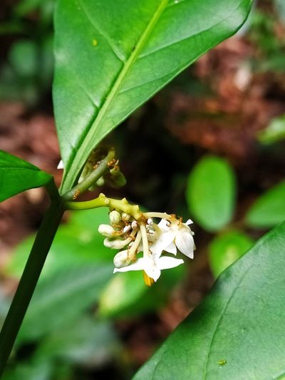 Solanum oppositifolium, photographed by Guillaume Delaitre