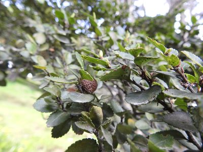 Nothofagus betuloides, photographed by María Regina Silva
