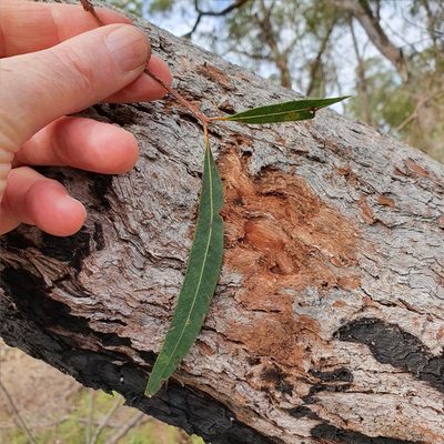 Angophora bakeri, photographed by ronavery