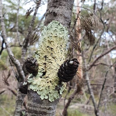Petrophile pulchella, photographed by ronavery