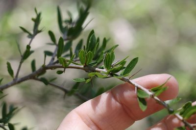 Bursaria incana, photographed by Greg Tasney