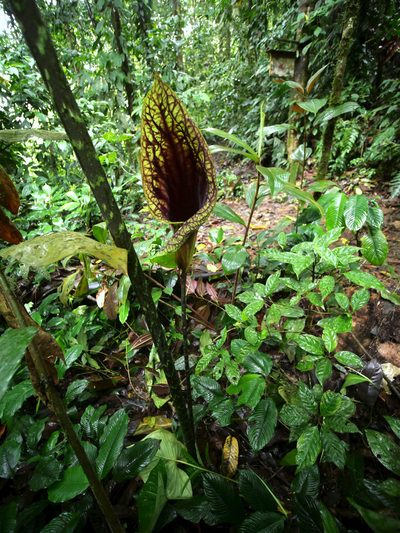 Dracontium croatii, photographed by Philipp Hoenle