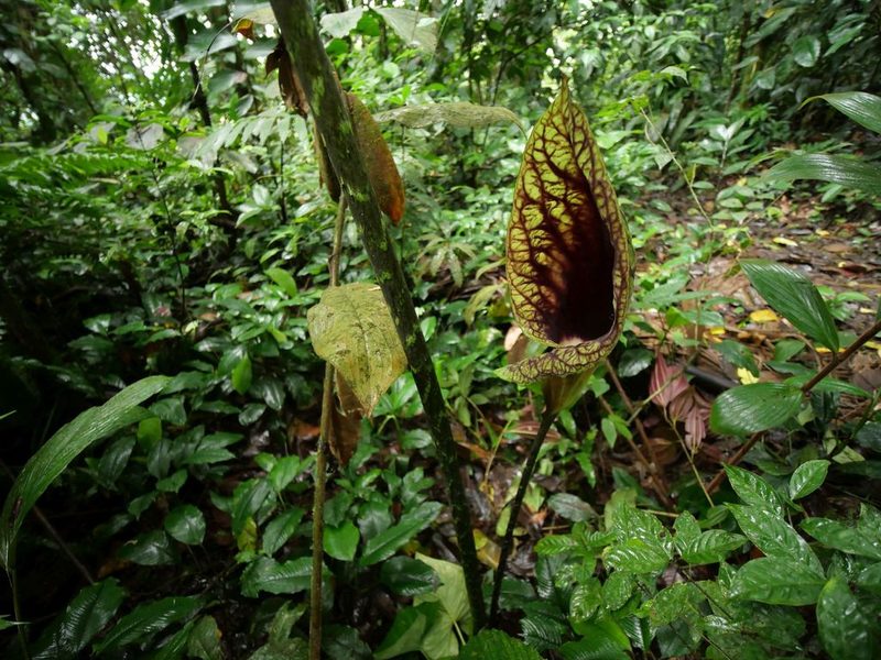 Dracontium croatii, photographed by Philipp Hoenle