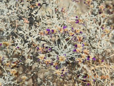 Psorothamnus emoryi, photographed by Diana