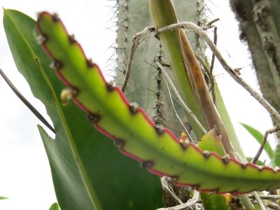 Lepismium cruciforme, photographed by Victor Farjalla Pontes