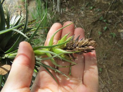 Tillandsia stricta, photographed by Victor Farjalla Pontes