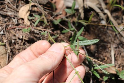 Grona varians, photographed by Greg Tasney