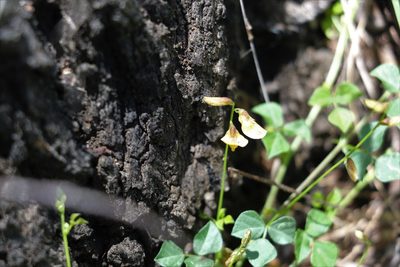 Rhynchosia minima, photographed by Greg Tasney