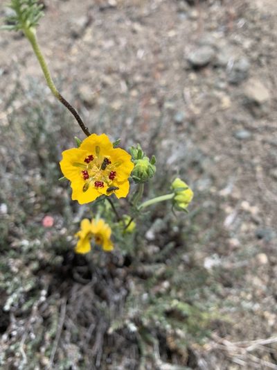 Scyphanthus elegans, photographed by nitsuga74