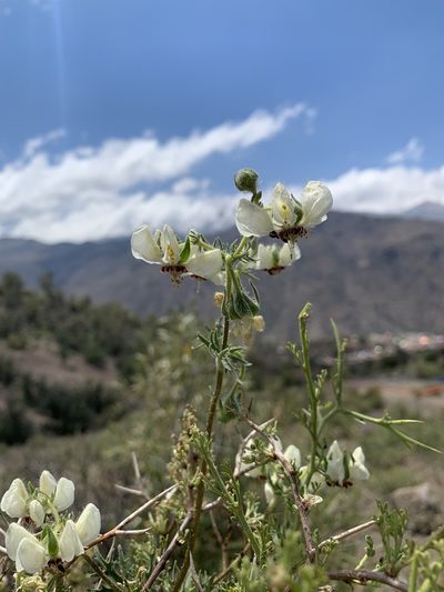 Loasa prostrata, photographed by nitsuga74