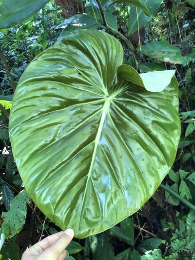 Philodendron pastazanum, photographed by Skjold Søndergaard