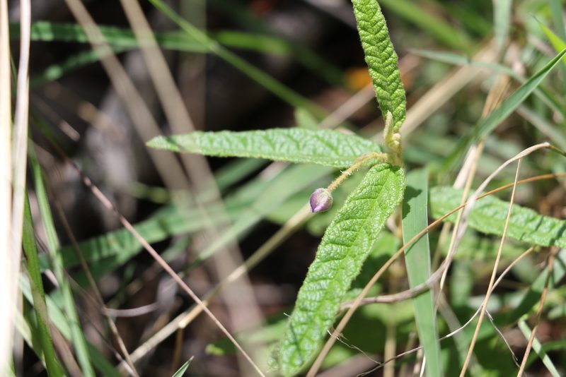 Seringia corollata, photographed by Greg Tasney