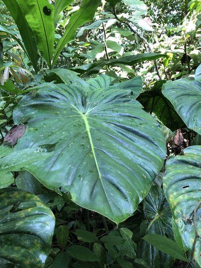 Philodendron pastazanum, photographed by Skjold Søndergaard
