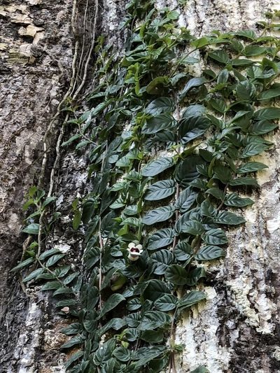 Drymonia alloplectoides, photographed by Skjold Søndergaard