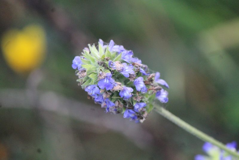 Salvia hispanica, photographed by José Belem Hernández Díaz