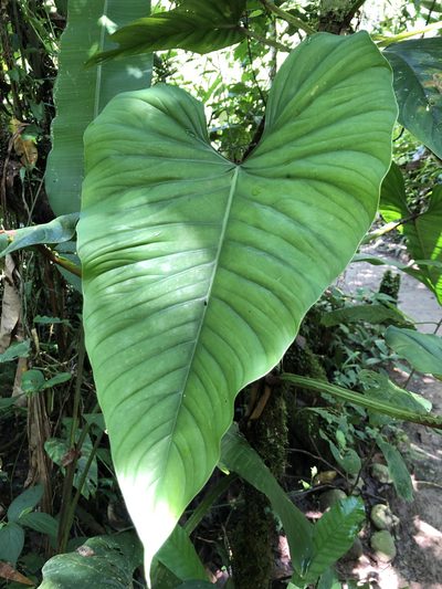 Philodendron ernestii, photographed by Skjold Søndergaard