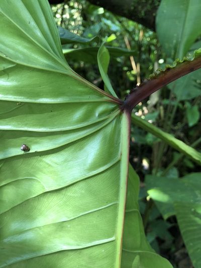 Philodendron ernestii, photographed by Skjold Søndergaard