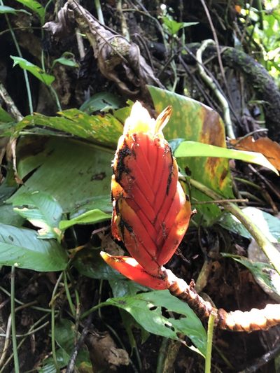 Heliconia episcopalis, photographed by Skjold Søndergaard