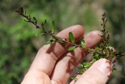 Pittosporum viscidum, photographed by Greg Tasney