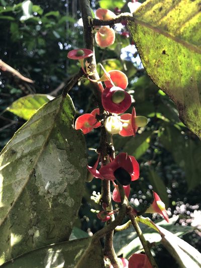 Heisteria acuminata, photographed by Skjold Søndergaard