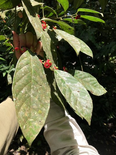 Heisteria acuminata, photographed by Skjold Søndergaard