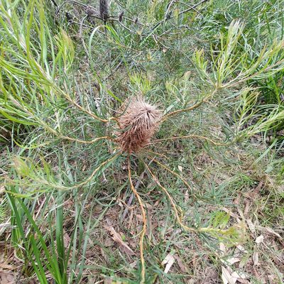 Banksia spinulosa, photographed by ronavery
