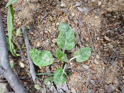 Adenocaulon chilense, photographed by Pablo