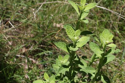 Pterocaulon redolens, photographed by Greg Tasney