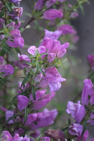 Lamourouxia dasyantha, photographed by José Belem Hernández Díaz