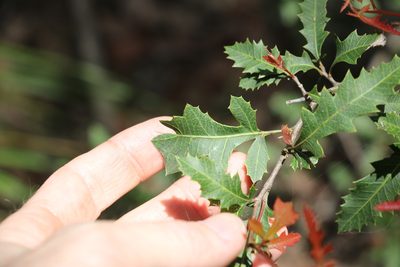 Alectryon pubescens, photographed by Greg Tasney