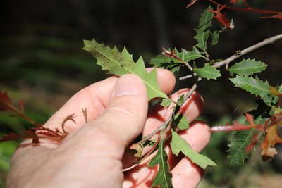 Alectryon pubescens, photographed by Greg Tasney