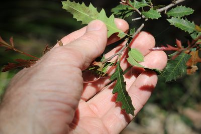 Alectryon pubescens, photographed by Greg Tasney