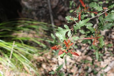 Alectryon pubescens, photographed by Greg Tasney