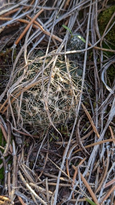 Pelecyphora missouriensis, photographed by Andrew Dudley