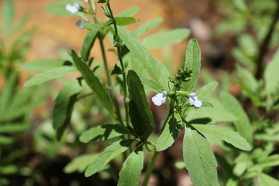 Salvia reflexa, photographed by Greg Tasney