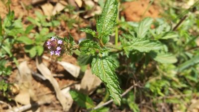 Verbena hispida, photographed by Wilson Diaz Miranda